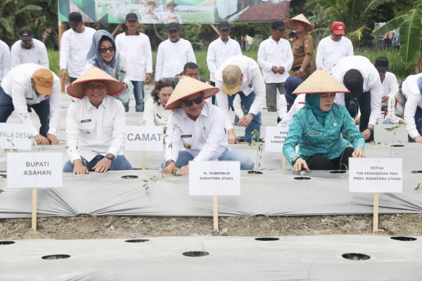 Pj Gubernur Sumut Tanam Cabai di Desa Serdang, Produksi dan Ketersedian Cabai Diharapkan Merata Sepanjang Tahun